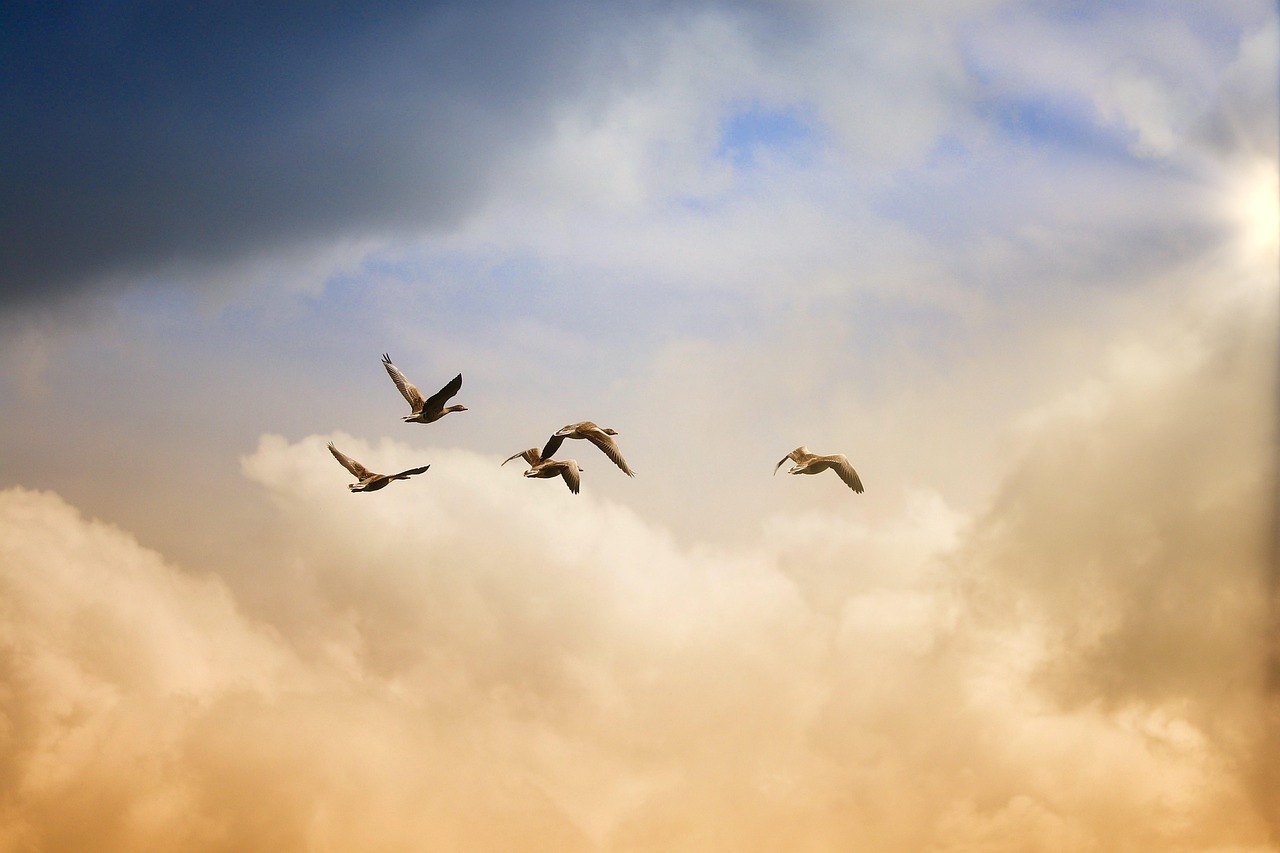 Free birds